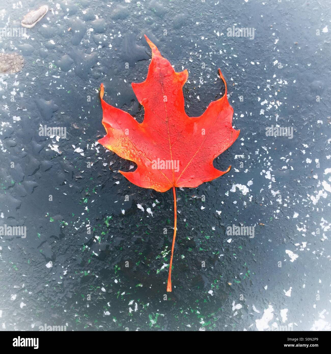 Wet, red maple leaf Foto Stock