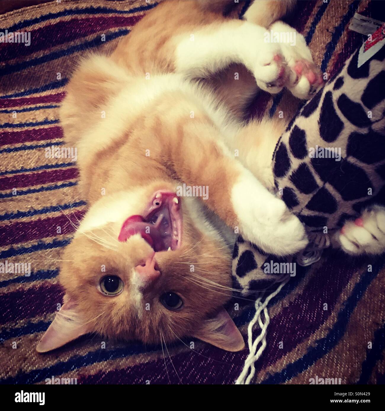 Crazy felice cercando cat Foto Stock