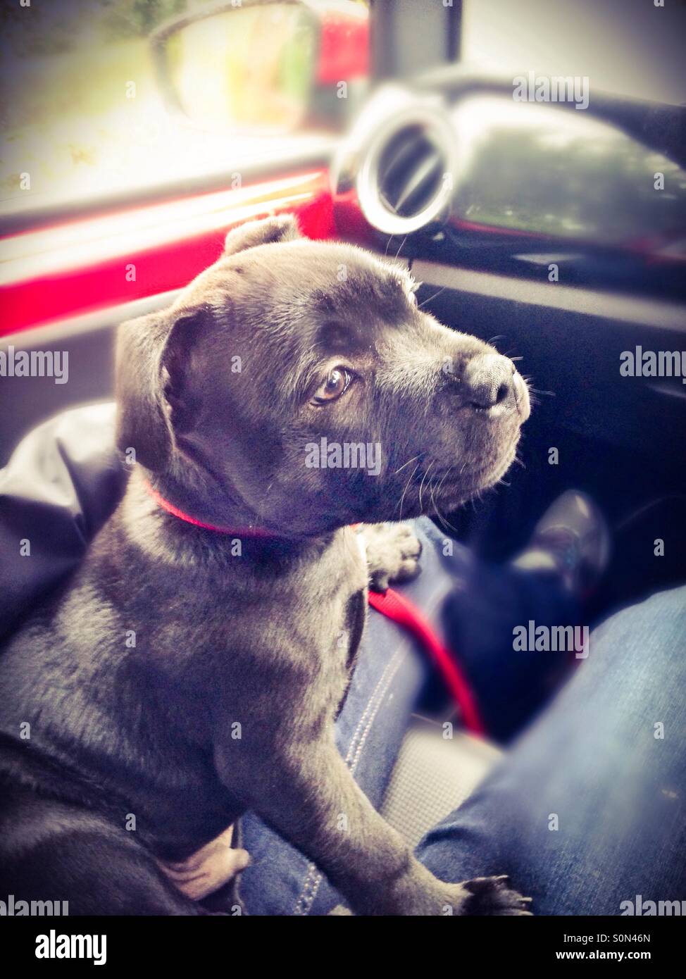 Staffordshire Bull Terrier cucciolo su un giro in una vettura ferma. - Immagine stock catturata con smartphone