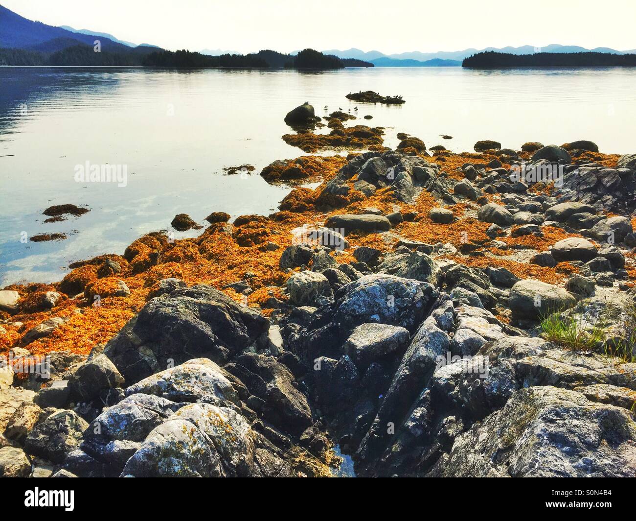 Esposti rocce e alghe a bassa marea di cervi gruppo arcipelago delle isole in BC, Canada Foto Stock