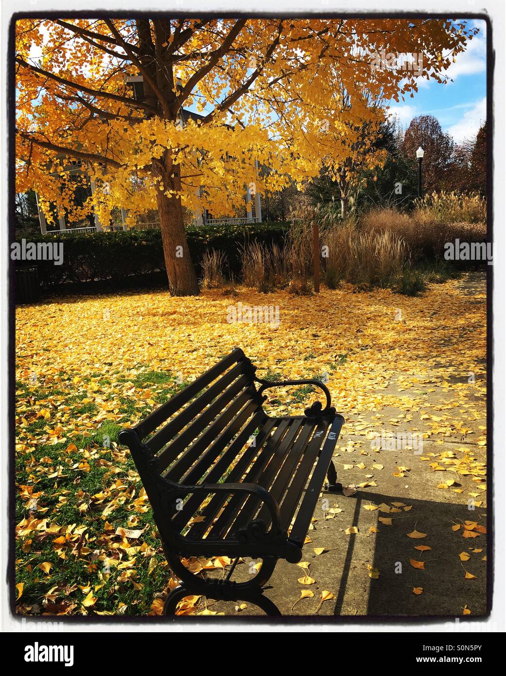 Parco nera Panca con giallo ginkgo. Goodale Park, Columbus, Ohio. Foto Stock