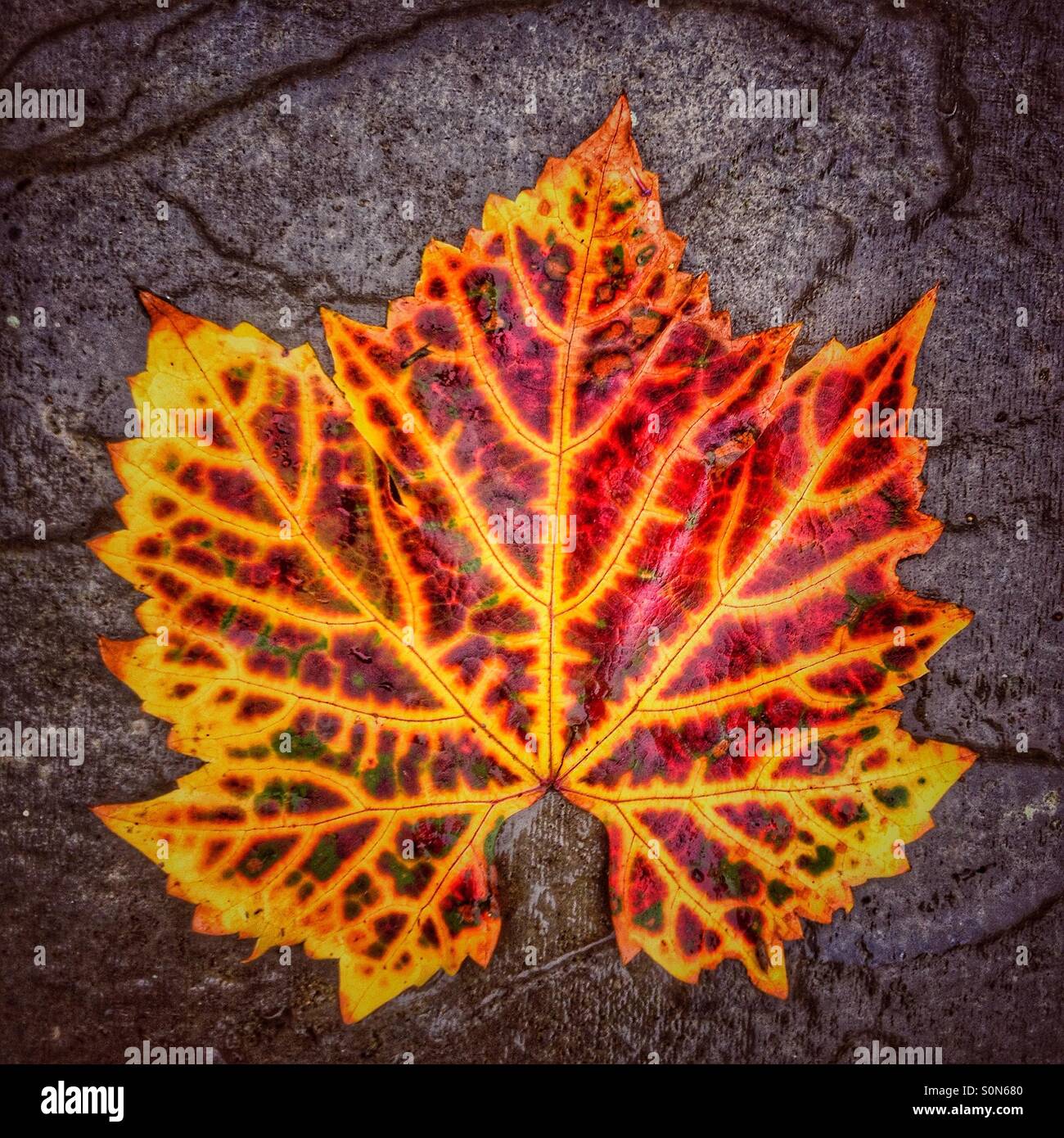 Autunno foglia di vite Foto stock - Alamy