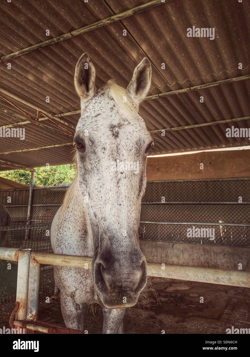 Il cavallo in una stalla Foto Stock