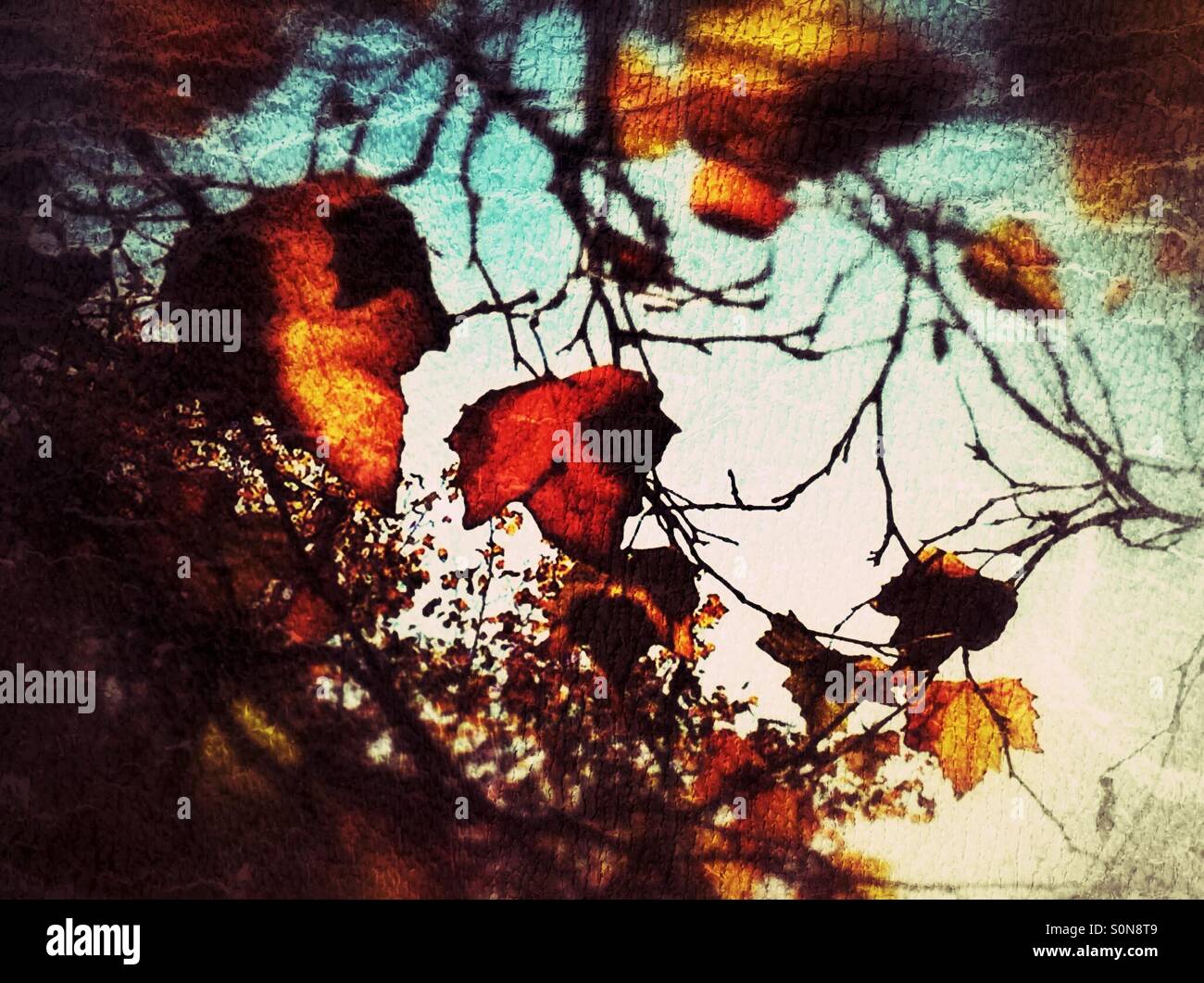 Foglie di autunno su albero England Regno Unito - Immagine stock catturata con smartphone