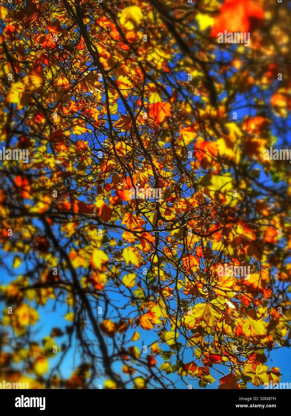Foglie di albero in autunno England Regno Unito - Immagine stock catturata con smartphone