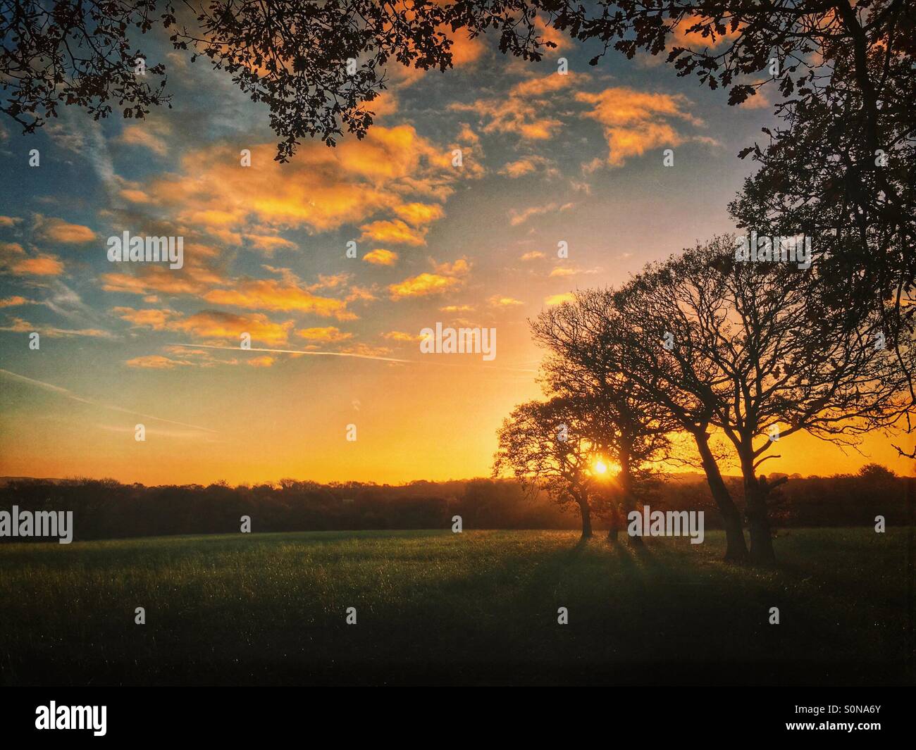 Sunrise attraverso gli alberi in Adlington, Lancashire Foto Stock