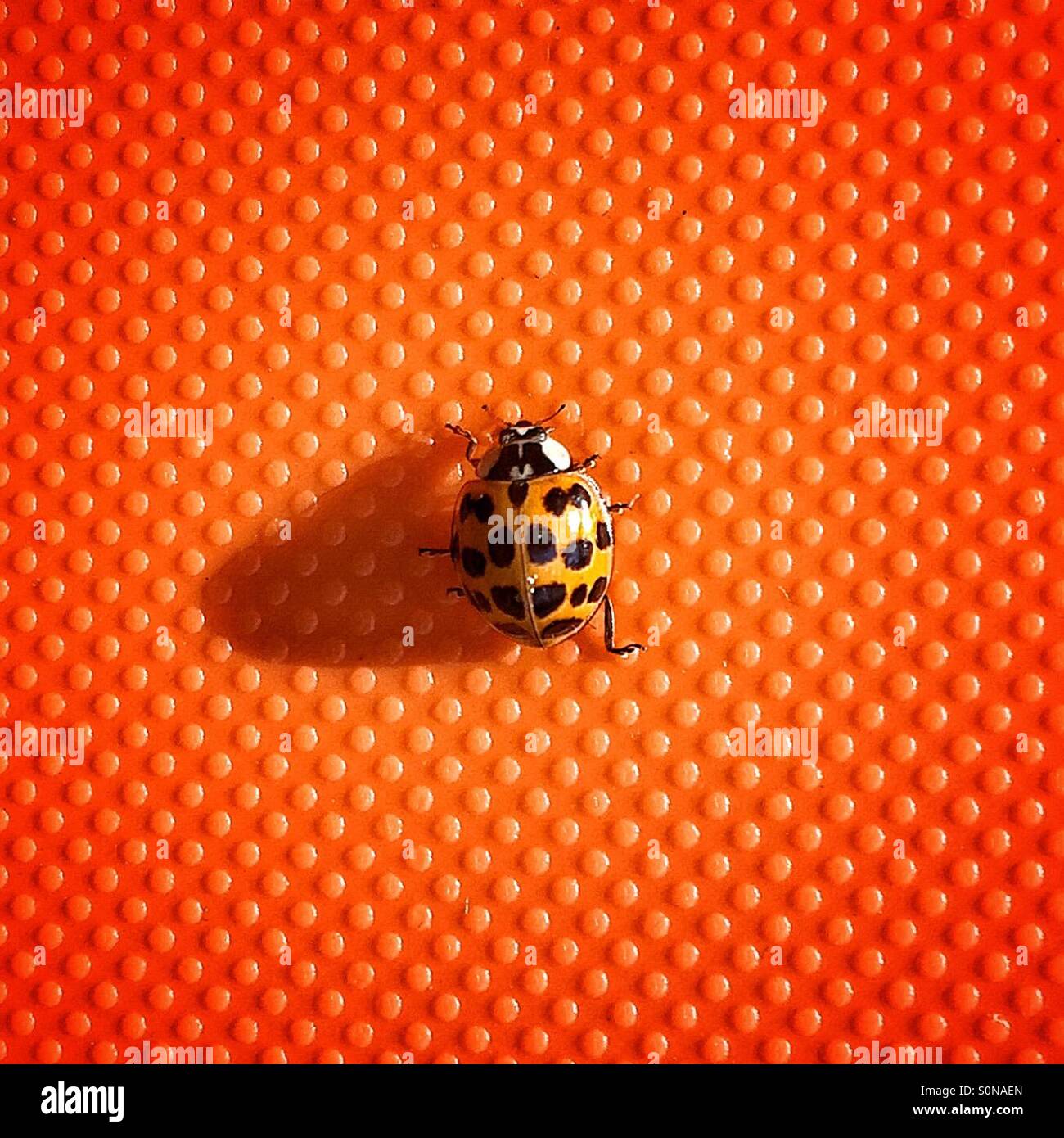 Ladybug, coccinella Foto Stock