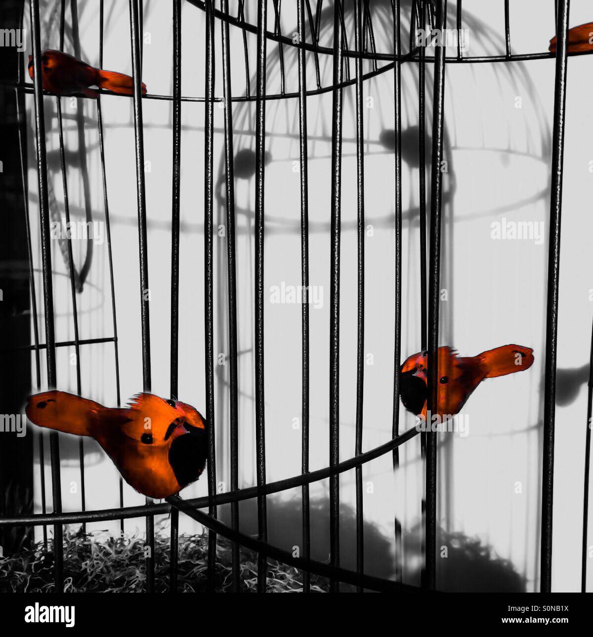 Uccelli rossi gabbia nero Foto Stock