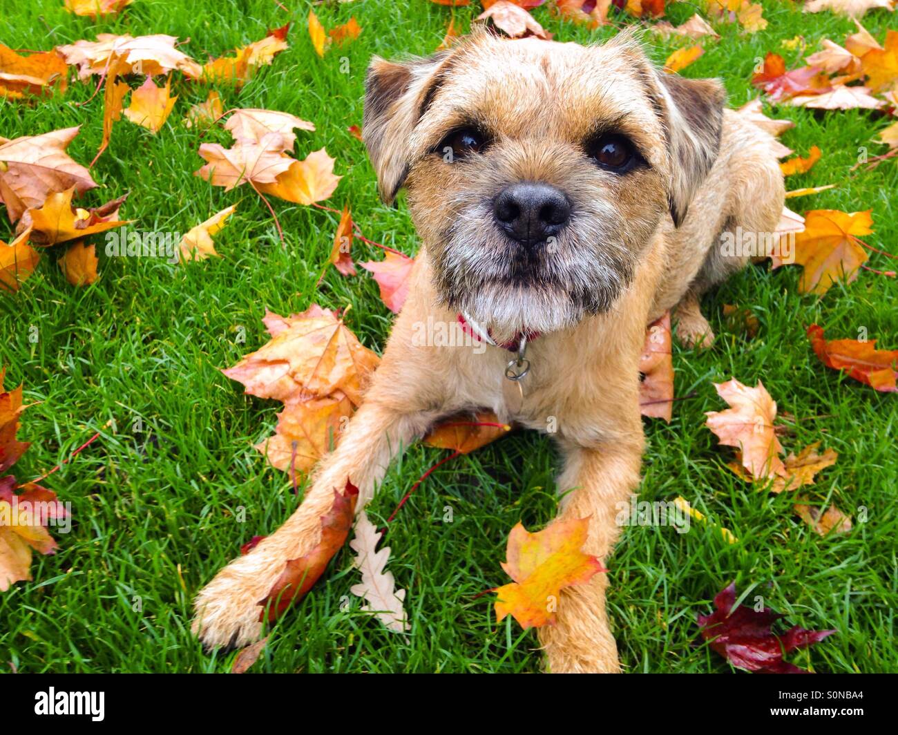 Border Terrier cane - Immagine stock catturata con smartphone