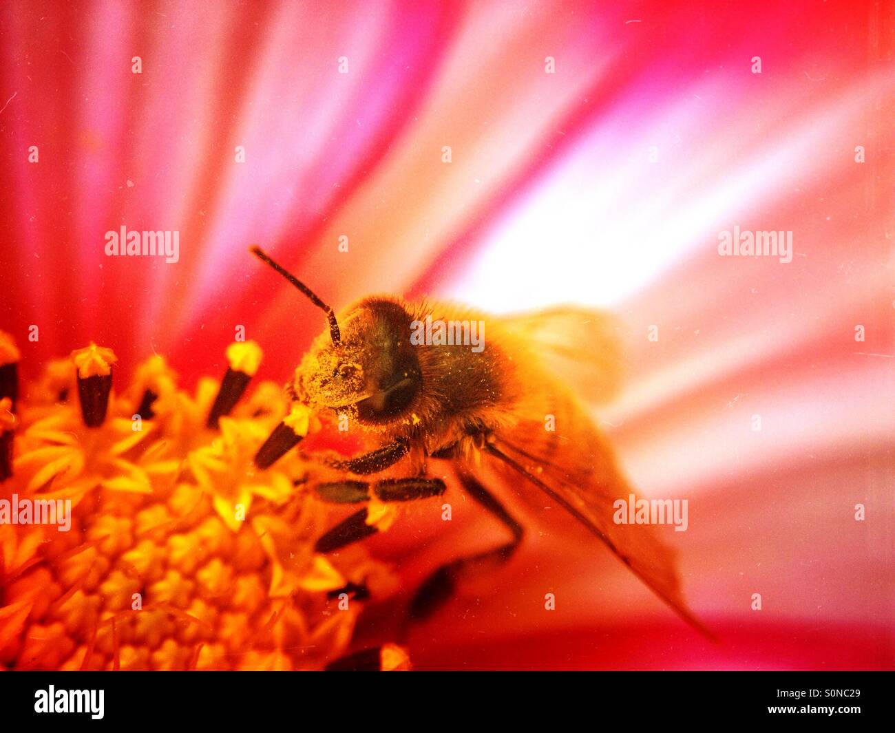 Bee impollinatori cosmo fiore - Immagine stock catturata con smartphone