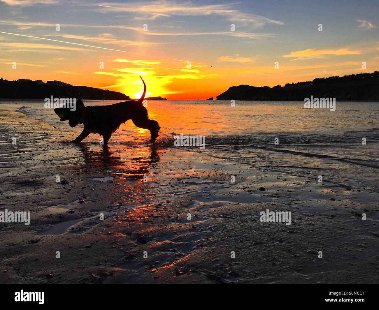 Camminata del cane al tramonto Foto Stock