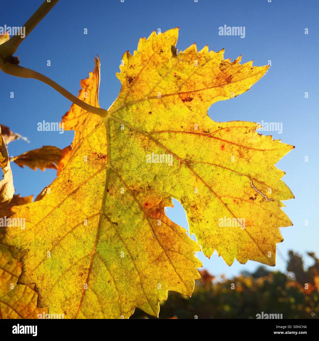 Cuore d'oro Foto Stock