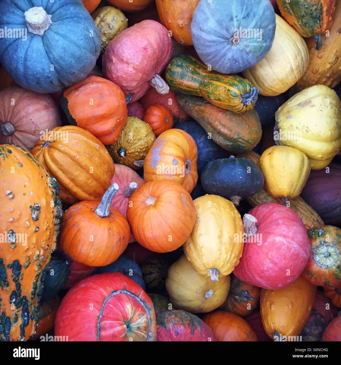 Semplicemente il gourd-geous! Foto Stock