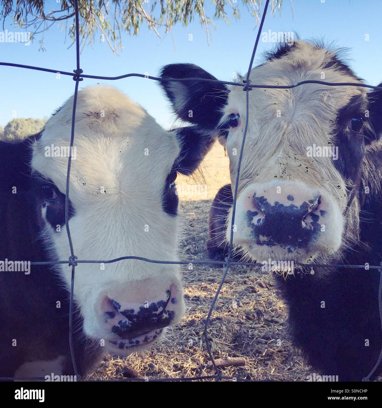 Moo moo Foto Stock
