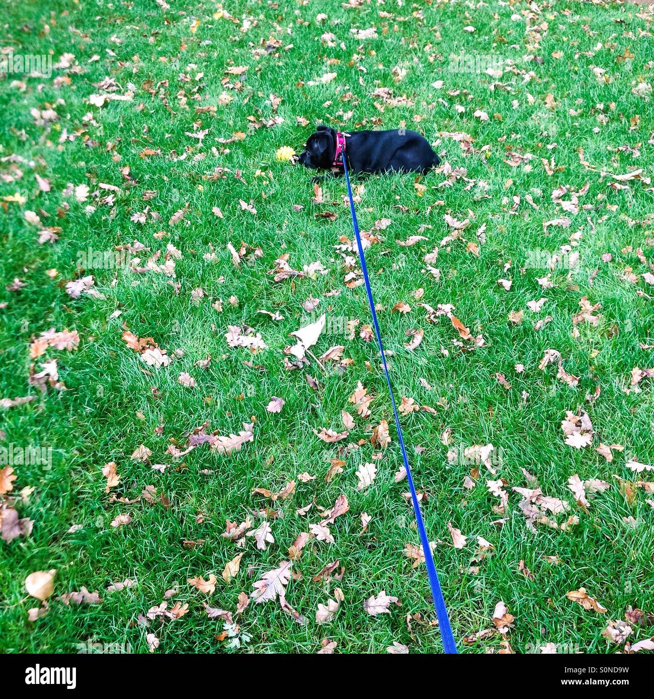 Staffordshire Bull Terrier cucciolo su un conduttore lungo giacenti sull'erba tra foglie con una sfera di colore giallo. Foto Stock