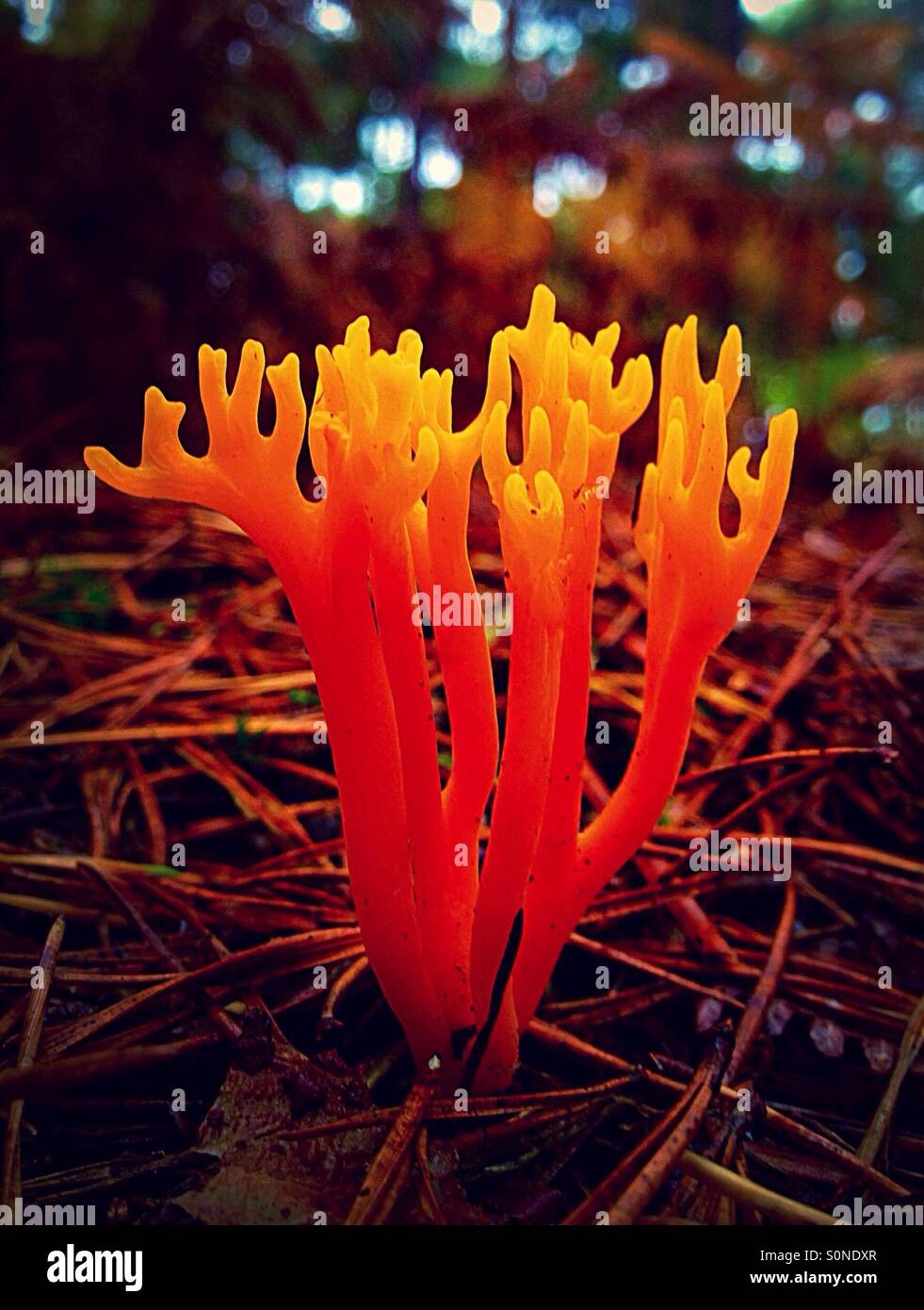 Il Giallo Stagshorn fungo, Calocera viscosa, è trovato comunemente in crescita su albero morto monconi, soprattutto pini. Ha detto di essere commestibile, e possono aggiungere colore a un piatto di funghi. - Immagine stock catturata con smartphone
