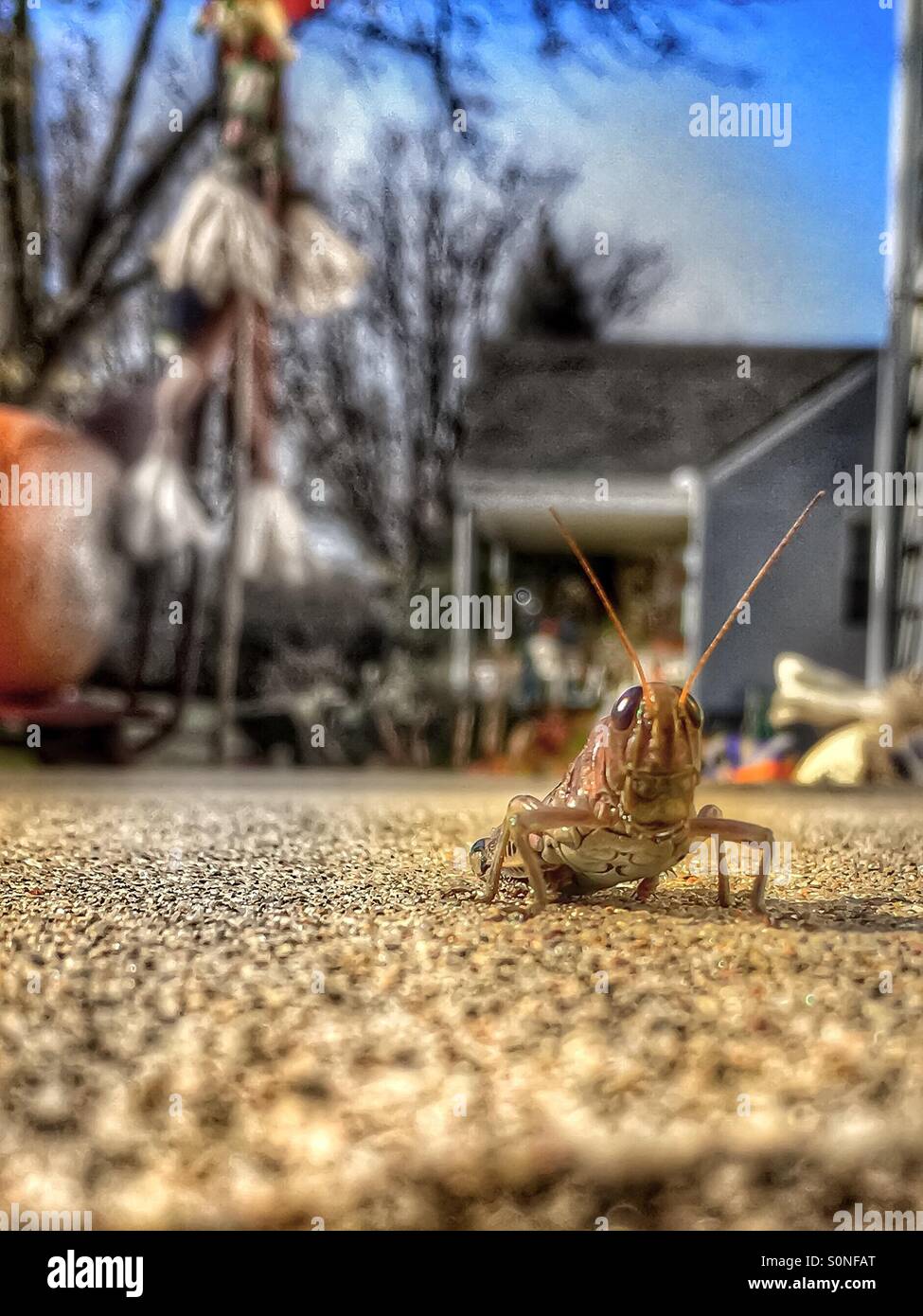 Un grasshopper staring a me. - Immagine stock catturata con smartphone