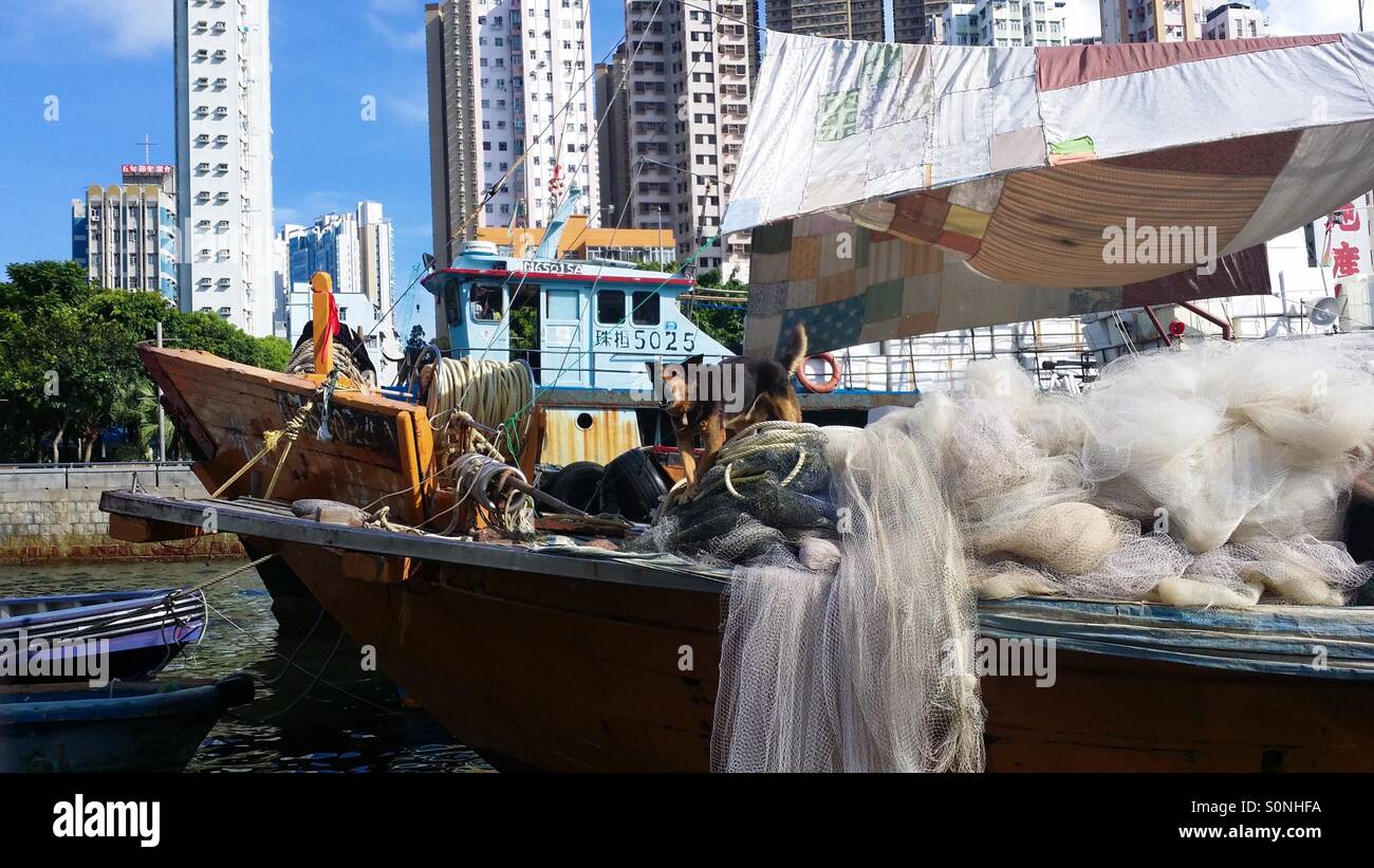 Cane che abbaia nel villaggio di pescatori Foto Stock