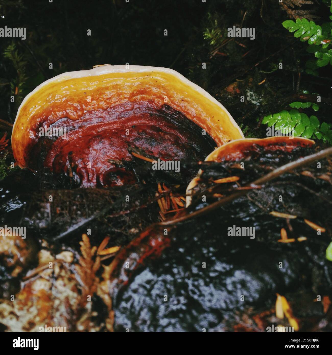 La staffa di funghi (eventualmente reishi) sul suolo della foresta in Tofino bc Canada in caso di pioggia. Foto Stock