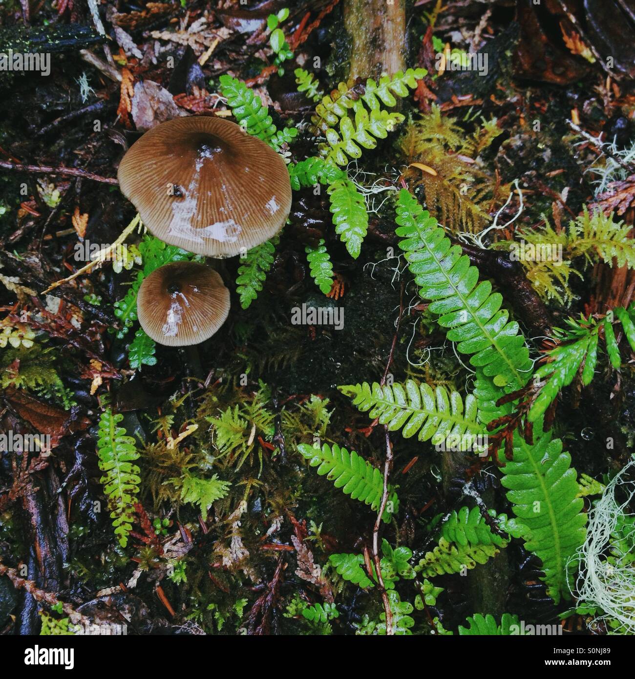 Piccolo non identificato di funghi selvatici sul suolo della foresta in Tofino bc Canada sotto la pioggia con muschi e felci Foto Stock