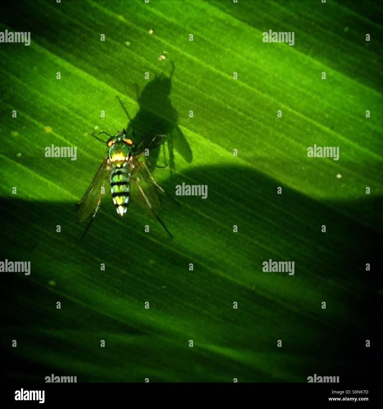 Un giallo fly perchs su una foglia in Cristal Paradise Resort in Cristo Rey, San Ignacio, Cayo, Belize - Immagine stock catturata con smartphone