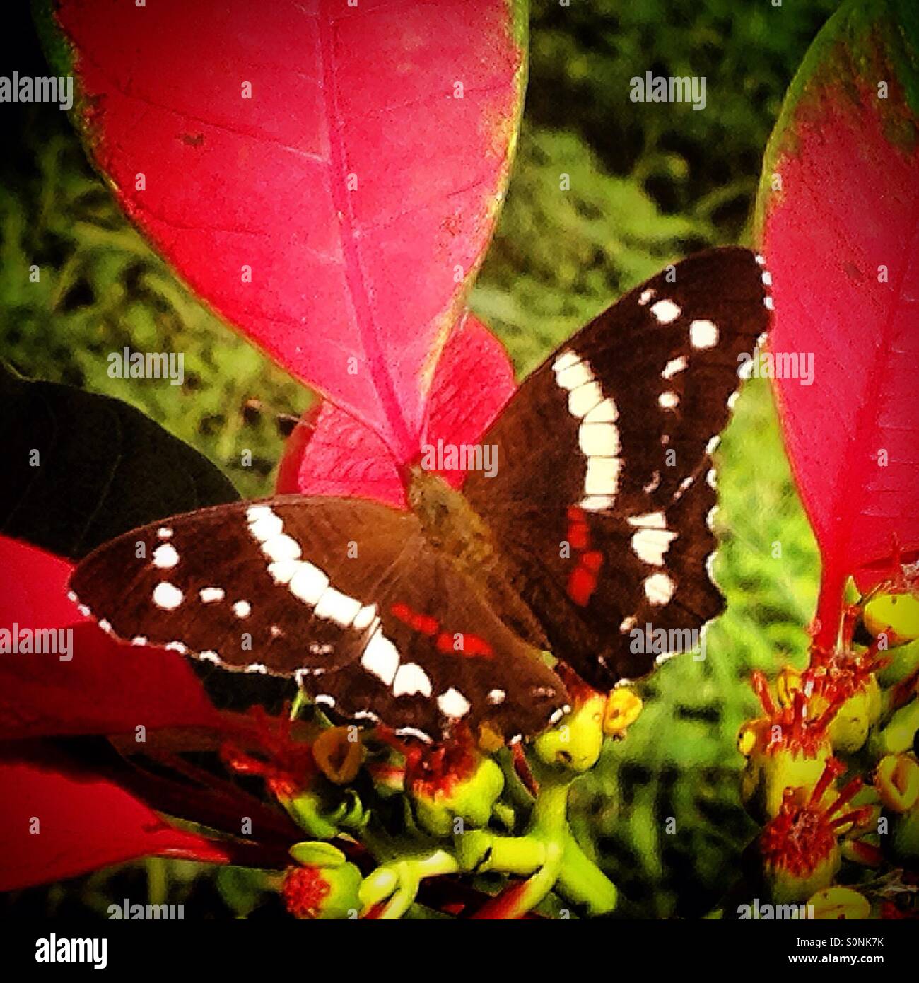 Una farfalla possiede su red leafs in Cristal Paradise Resort in Cristo Rey, San Ignacio, Cayo, Belize - Immagine stock catturata con smartphone