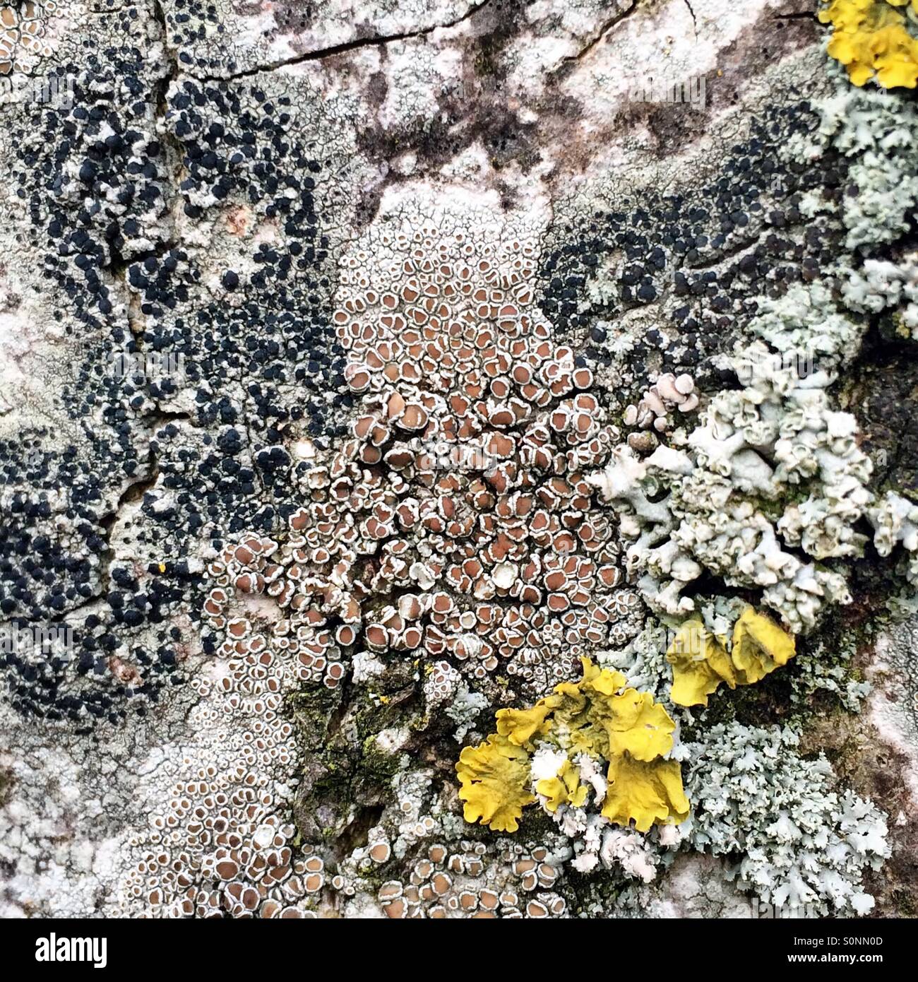 Diversi lichen europee stabilito sulla corteccia di un albero di cenere. Foto Stock