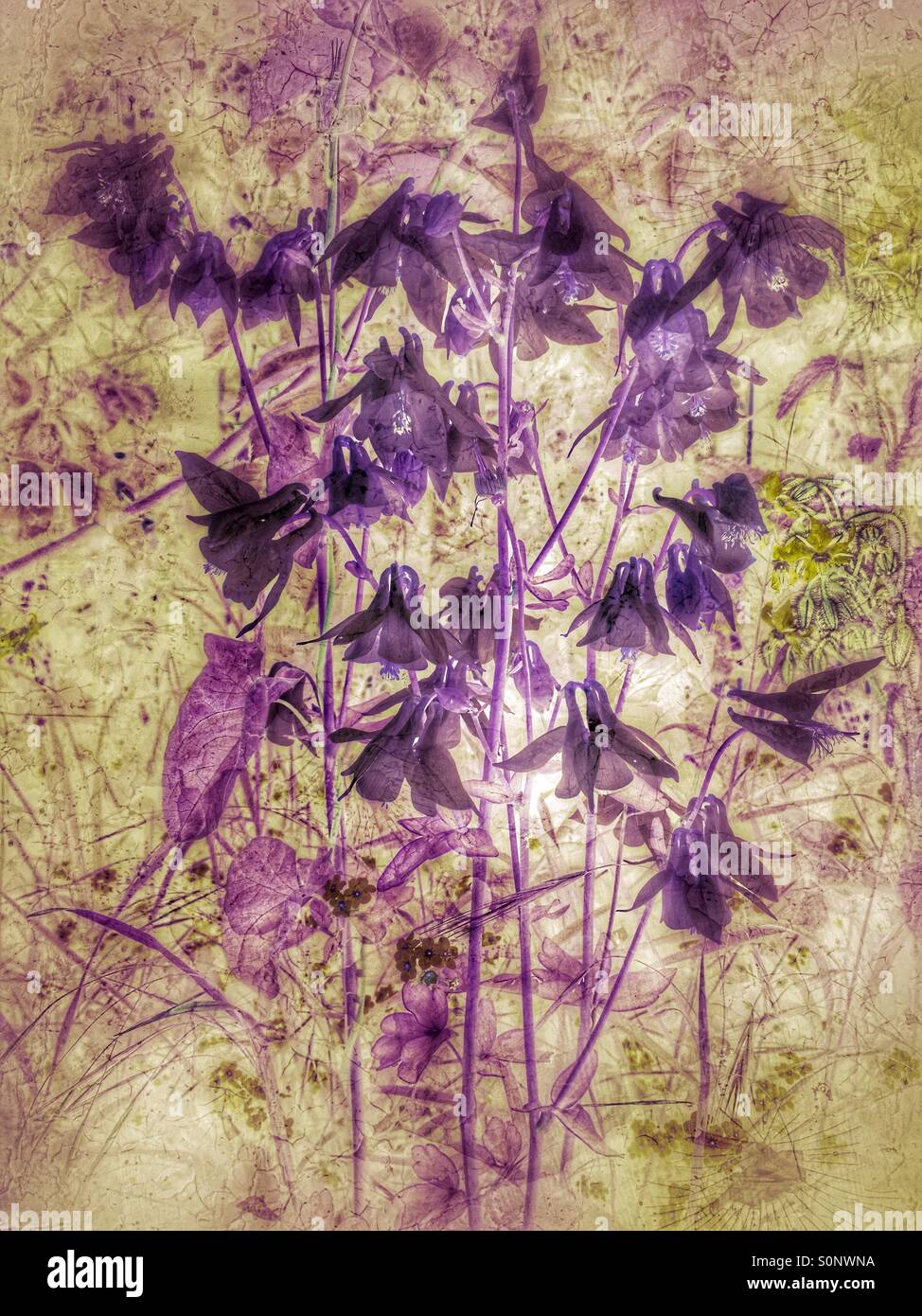 Aquilegia fiori, noto anche come 'Dancing Columbines' e 'nonna' del cofano - Immagine stock catturata con smartphone