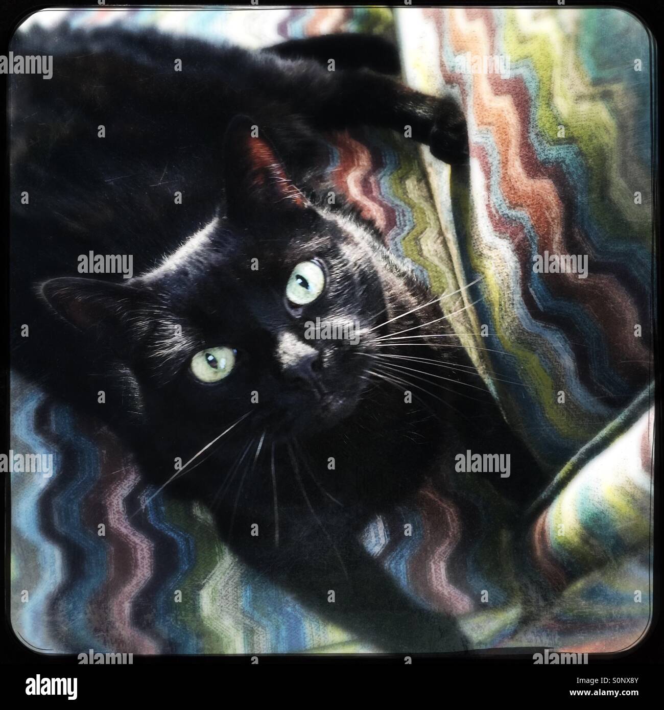 Gatto nero sulla sedia colorati - Immagine stock catturata con smartphone