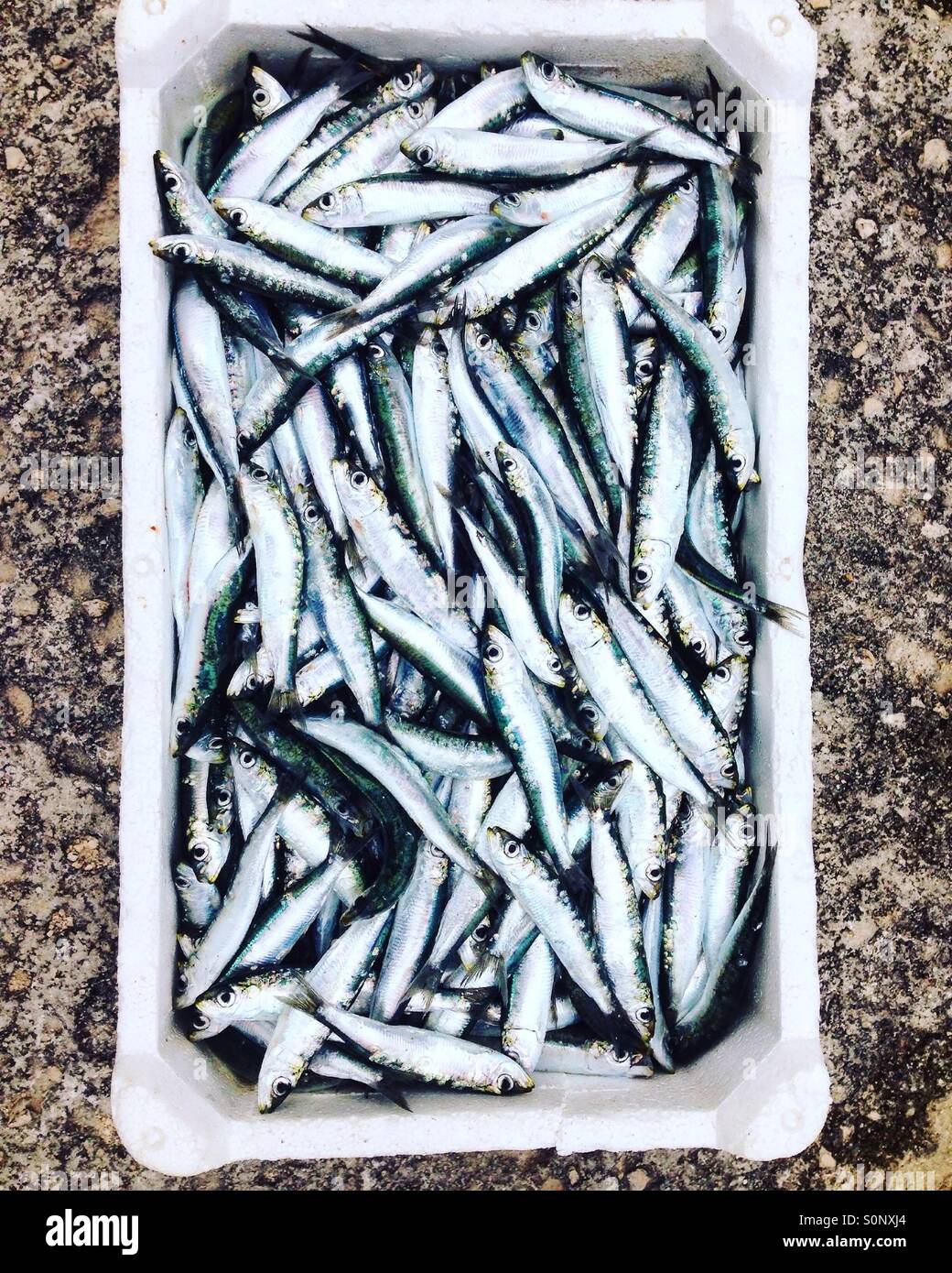 Sardine pesce nel contenitore Foto Stock