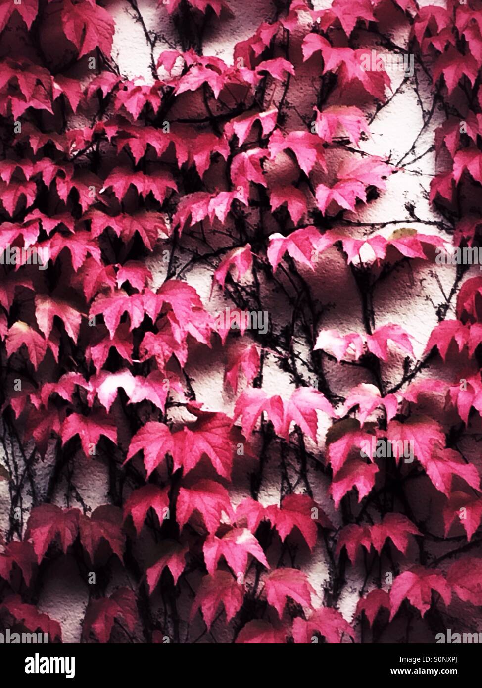 Foglie di edera rossa Foto Stock