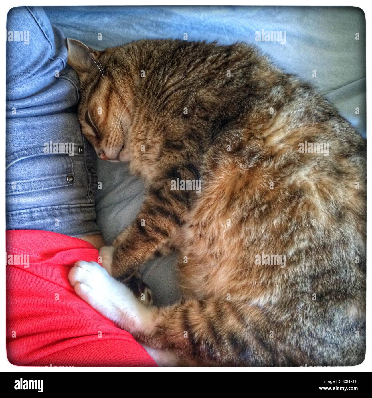 Gatto sdraiato contro il proprietario. Foto Stock