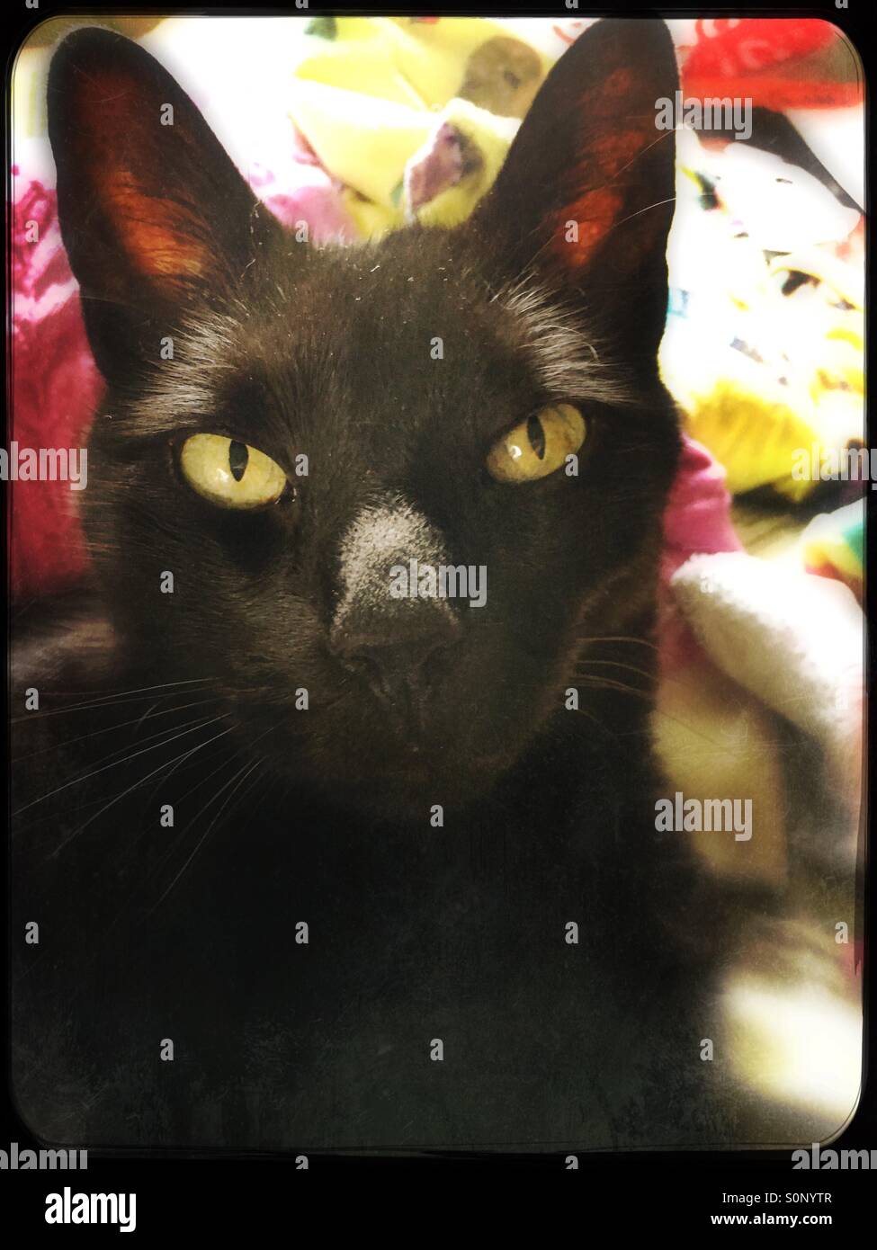 Gatto nero su sfondo colorato - Immagine stock catturata con smartphone
