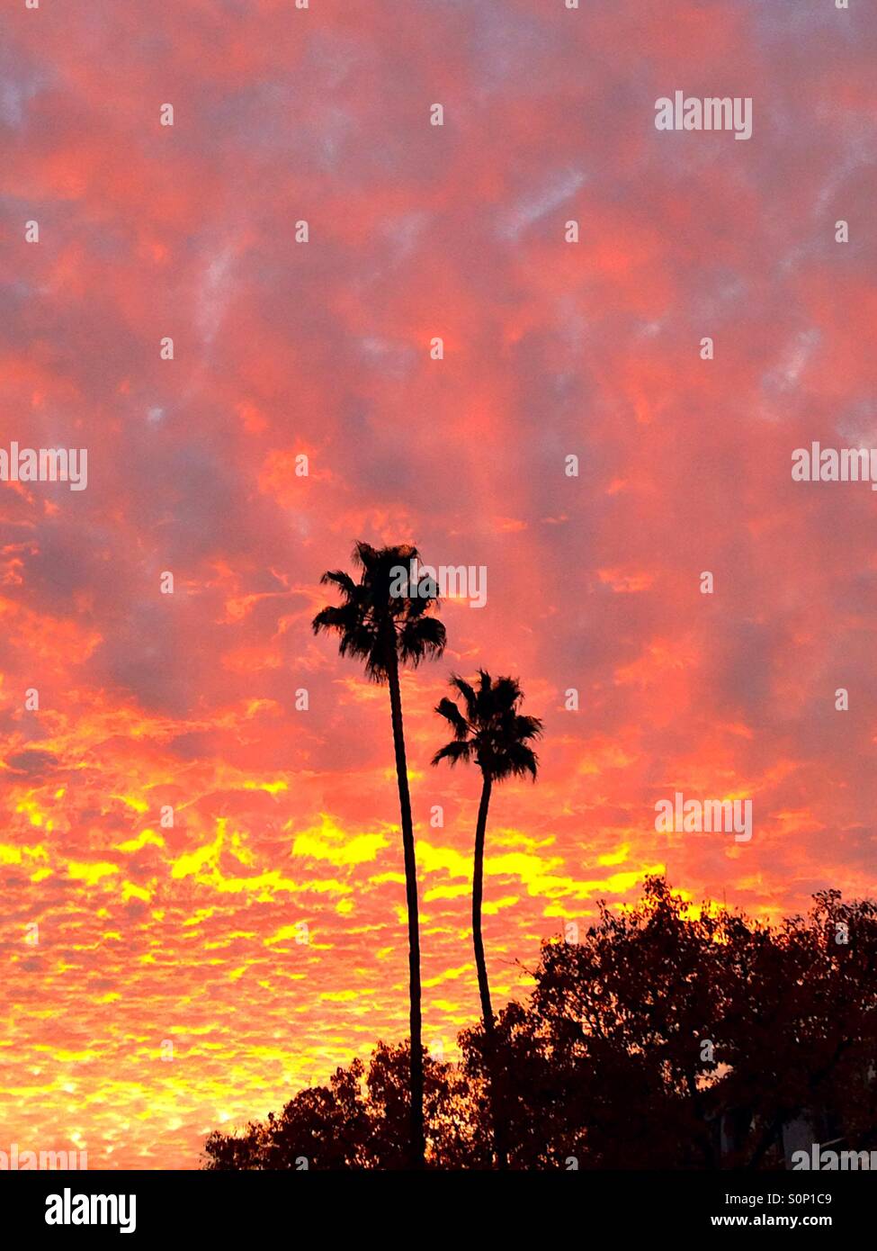 Due palme, tramonto tropicale Foto Stock