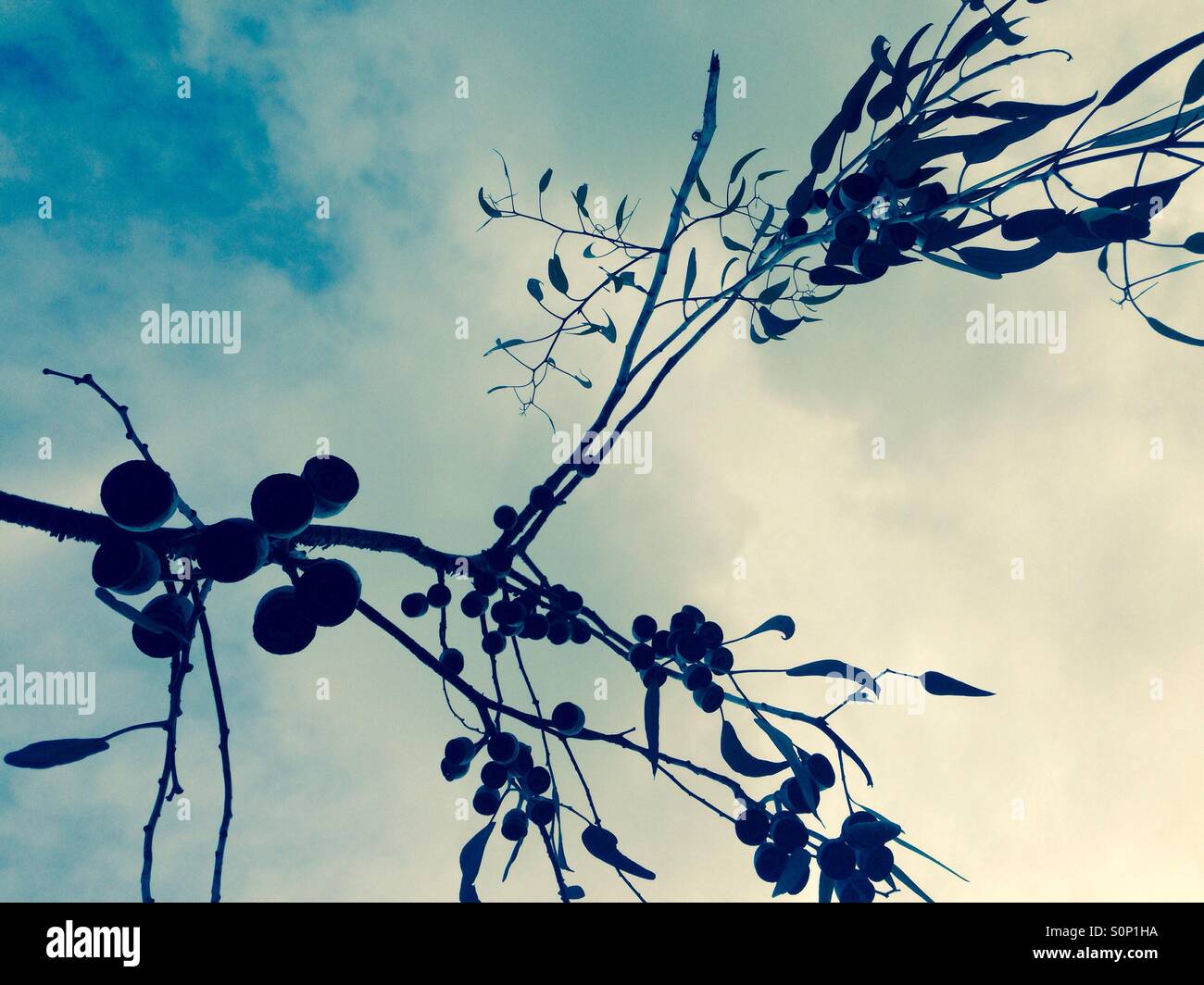 Eucalipto silhouette con foglie e dadi di gomma Foto Stock