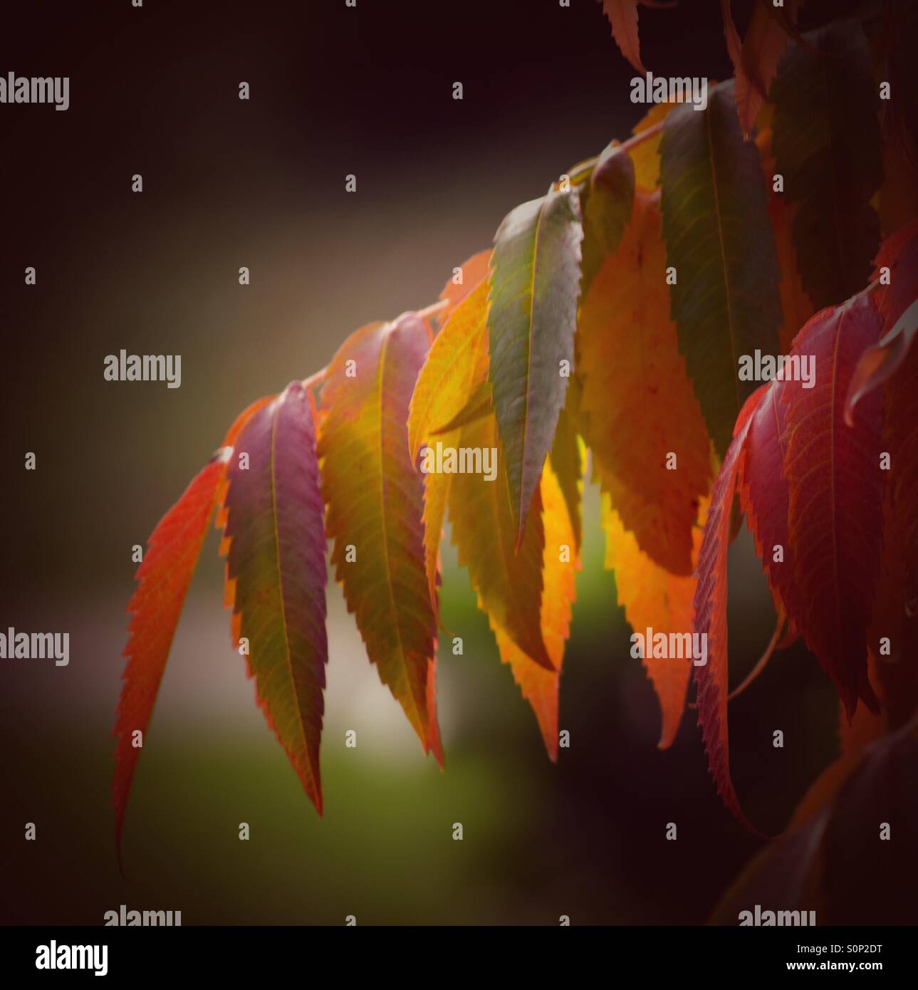 Foglie di autunno Foto Stock
