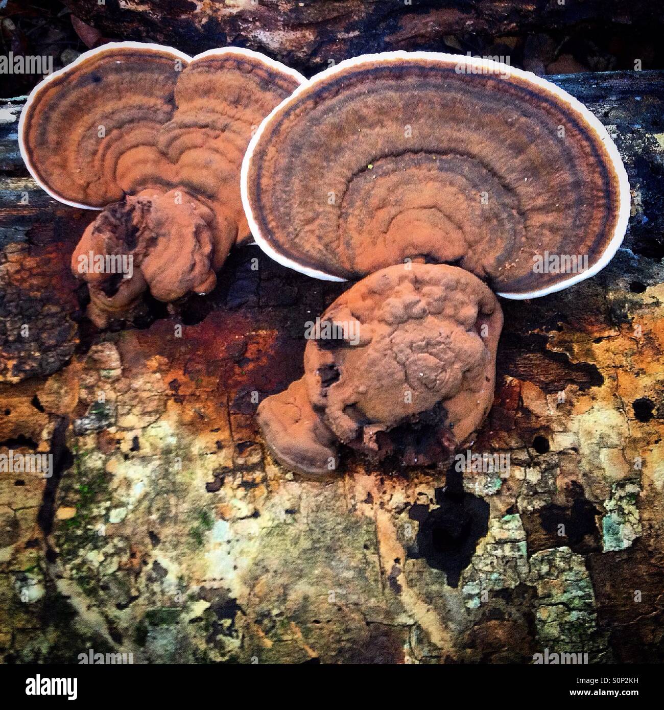 "Legno orecchie' funghi nella giungla in città maya di Mirador, Peten, Guatemala Foto Stock