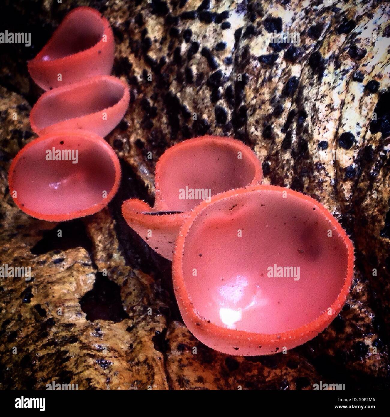 Punk di funghi nella giungla in città maya di Mirador, Peten, Guatemala Foto Stock