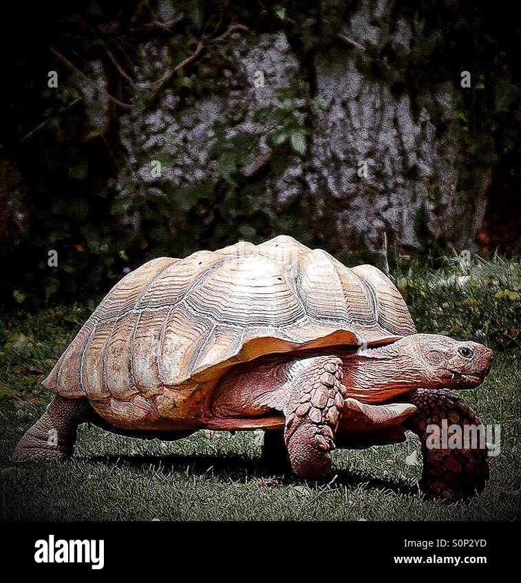 Old Boy - La tartaruga gigante Foto Stock