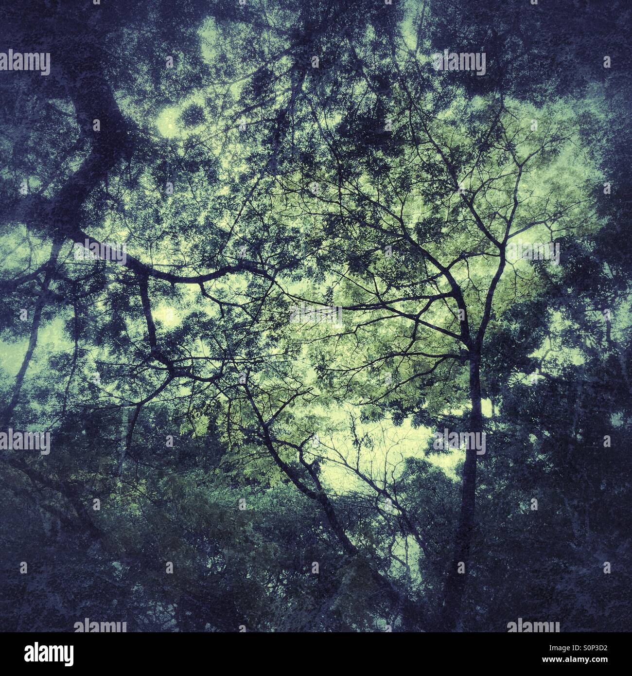 Alberi - Immagine stock catturata con smartphone