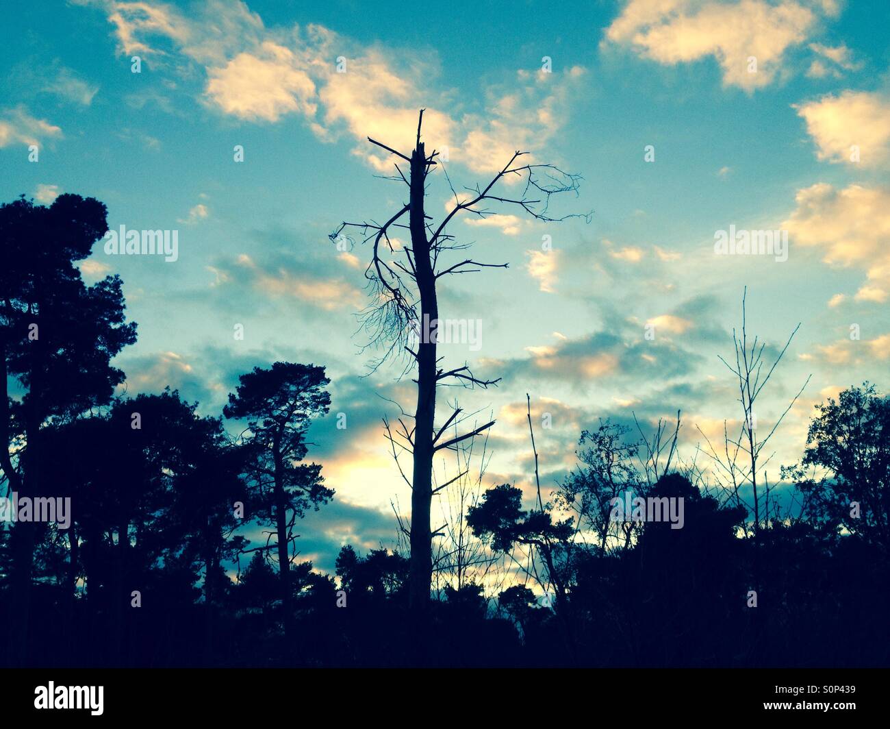 Albero morto Sutton Heath Suffolk REGNO UNITO Foto Stock