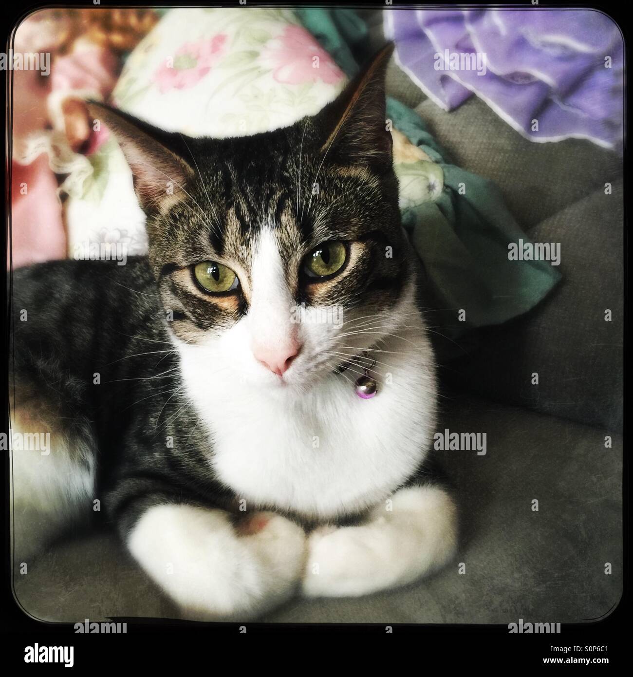 Tabby e white cat rilassante sul lettino - Immagine stock catturata con smartphone
