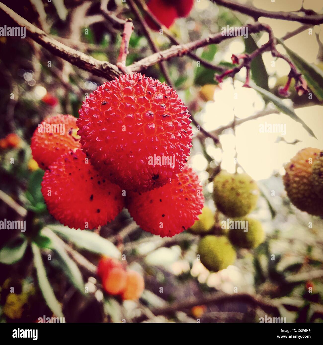 Madroño frutta Foto Stock