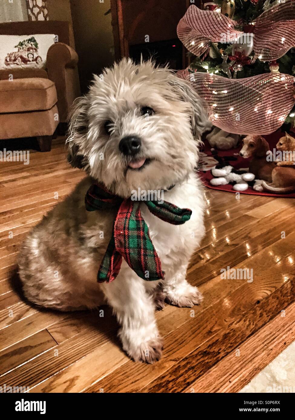 Un cane carino da attaccare fuori la sua lingua accanto all'albero di Natale - Immagine stock catturata con smartphone