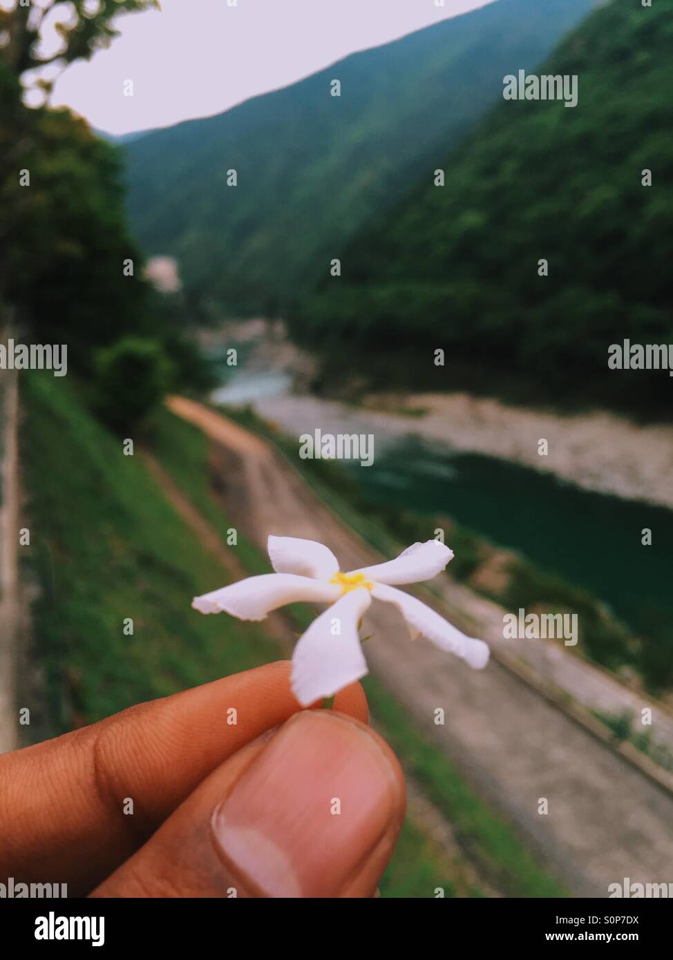 un fiore / / Foto Stock