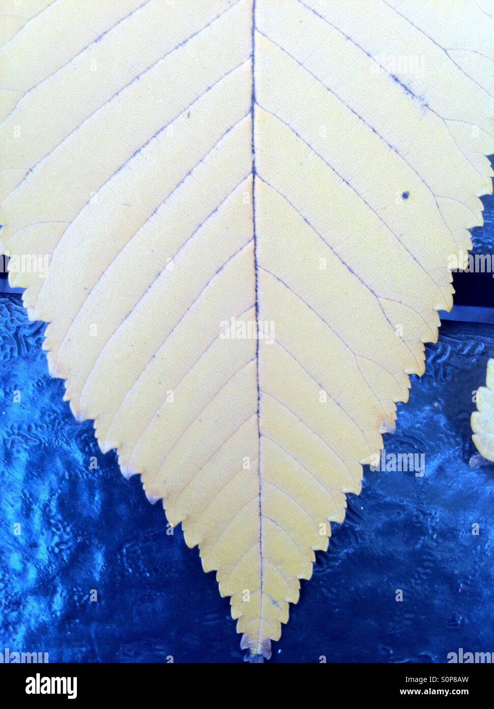 Pale autumn leaf su un royal sfondo blu. Foto Stock
