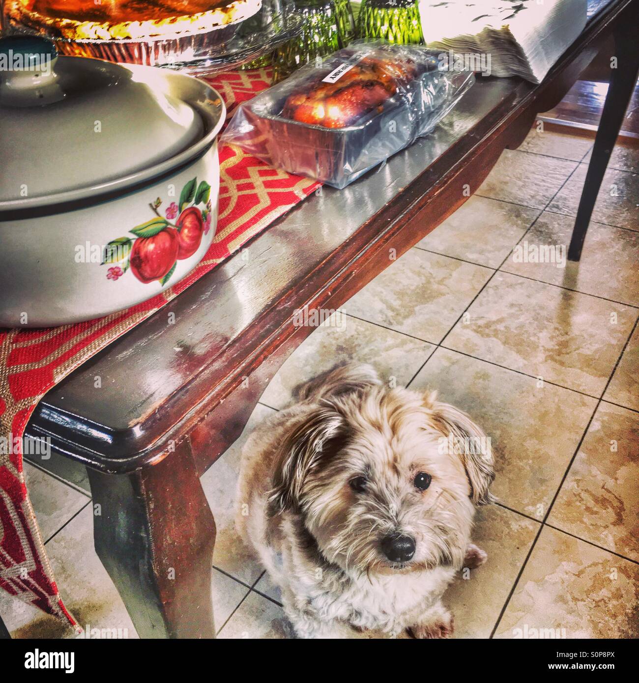 Un cane attende fare sneak cibo da una vacanza a buffet. - Immagine stock catturata con smartphone