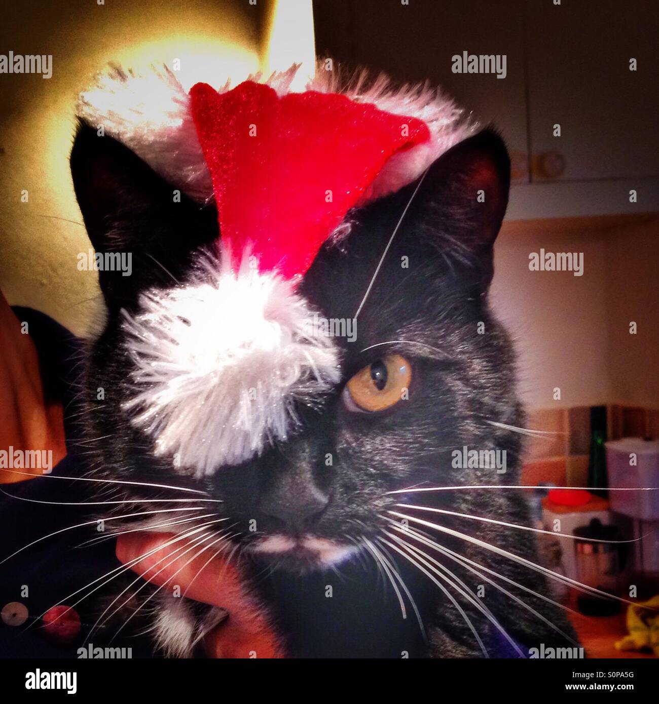 Gatto della Santa Foto Stock