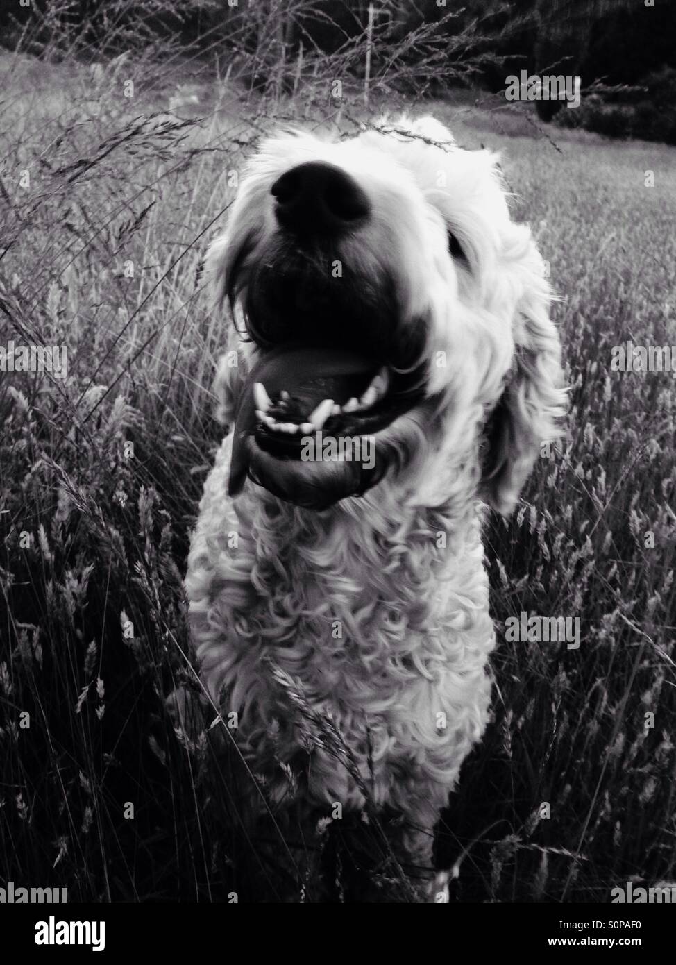 Foto in bianco e nero di un sorridente cane nel campo Foto Stock