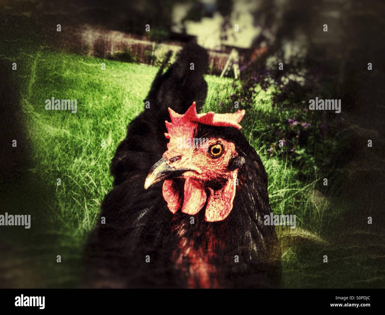 Pollo. Foto Stock